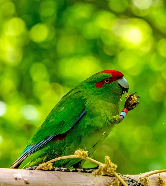 Millet Bird Sanctuary and Nature Trail