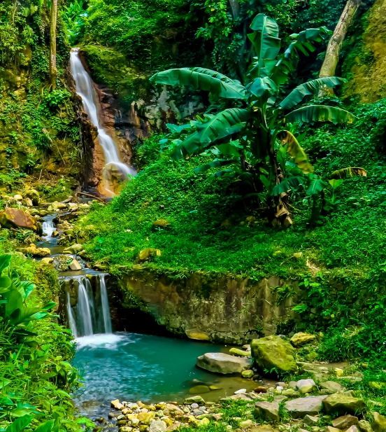 St. Lucia’s Verdant Forest