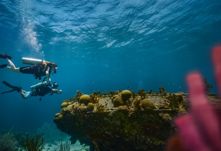 Two Divers Under the Sea