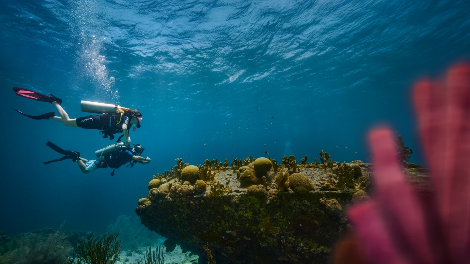 Two Divers Under the Sea