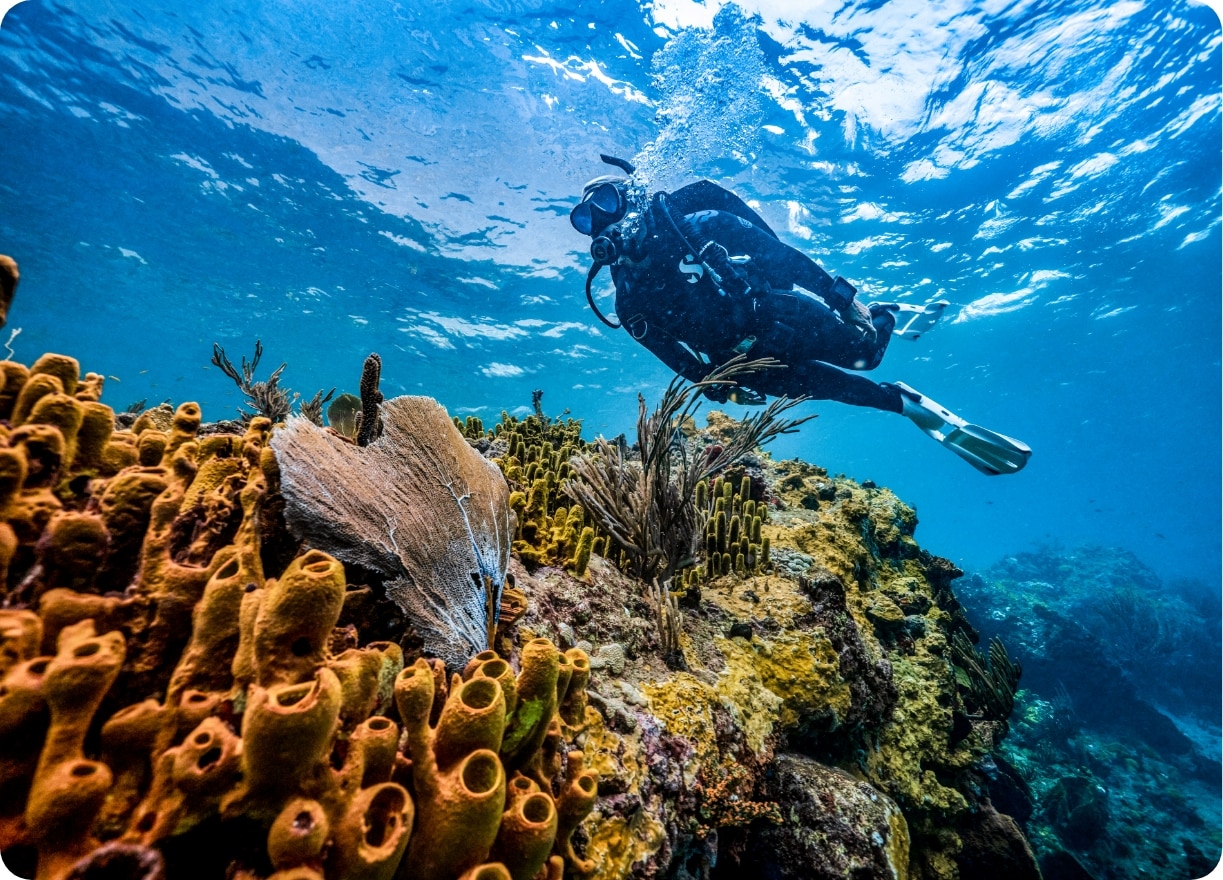 Diver