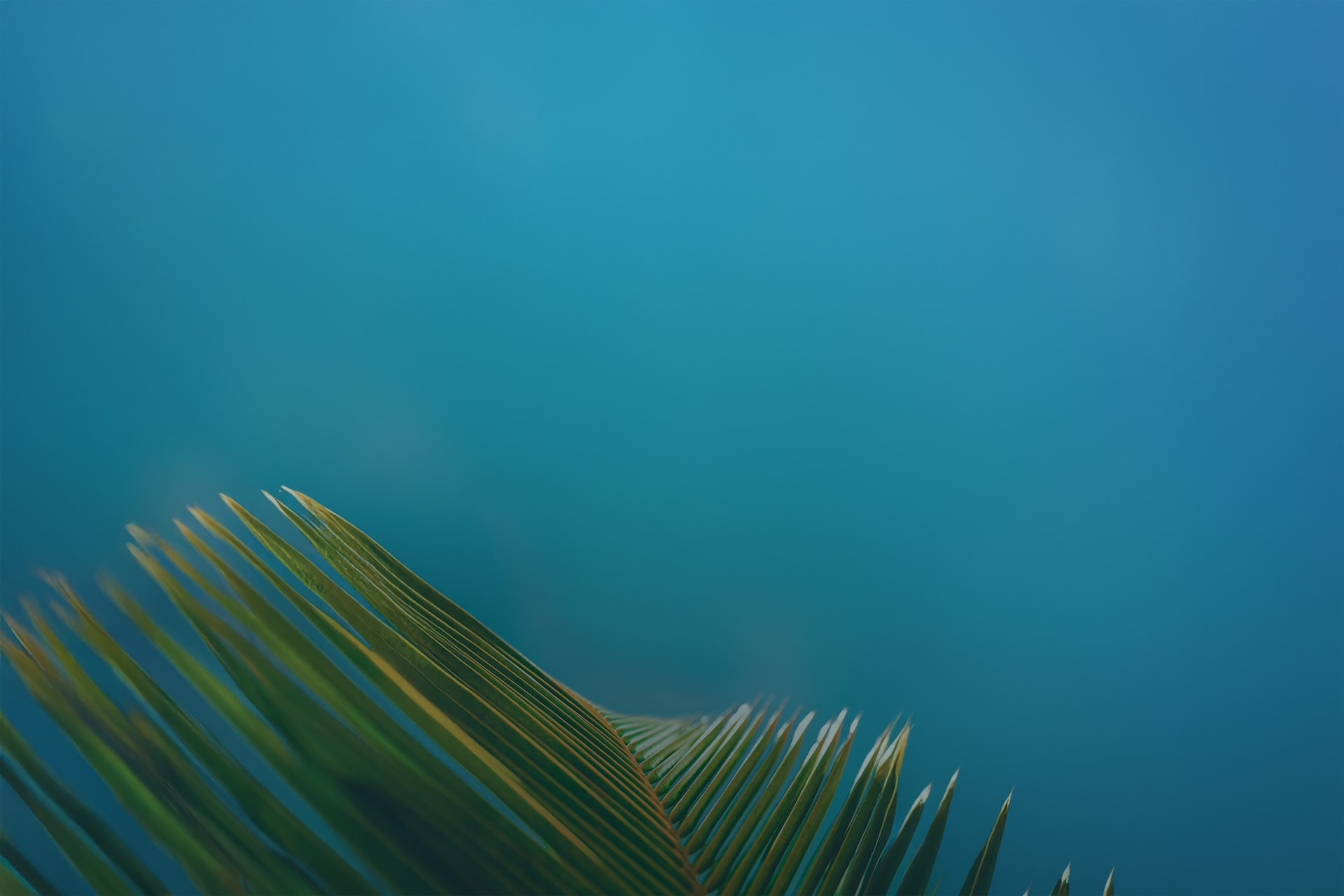 Valentine's Sale, Made of Caribbean