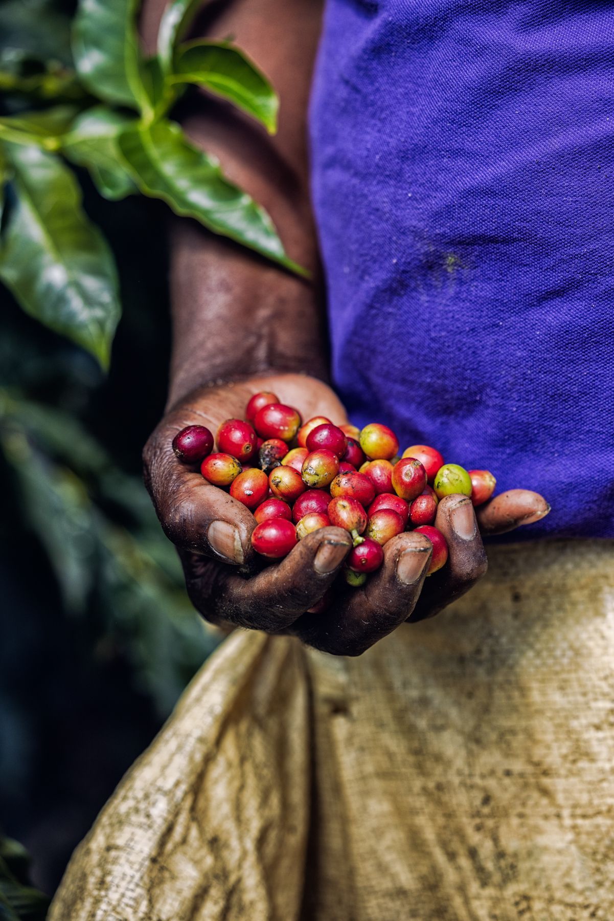A-hand-full-of-Blue-Mountain-Coffee-fruit.jpg