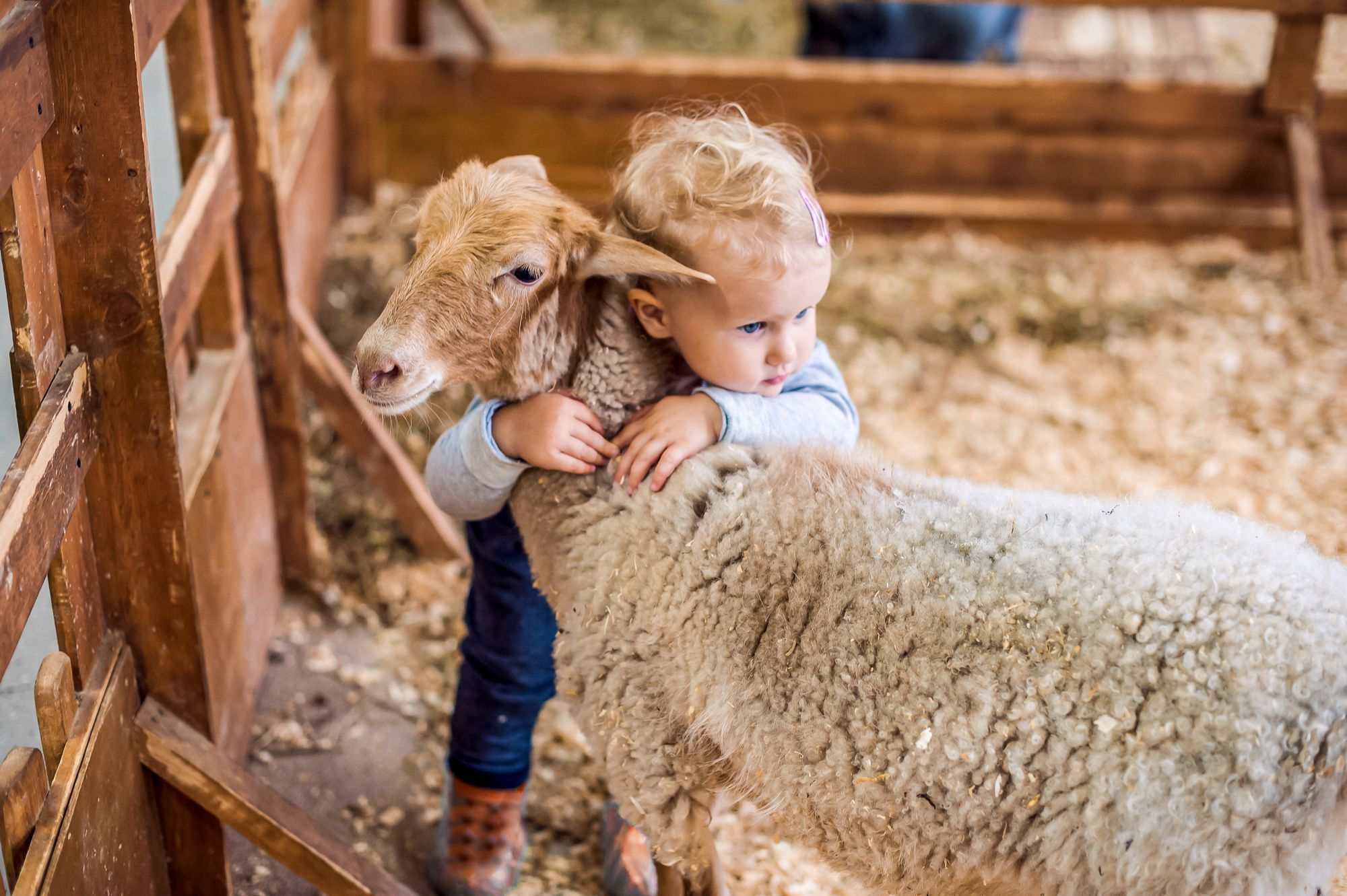 Baby-Vacation-Petting-Zoo-Lamb.jpg