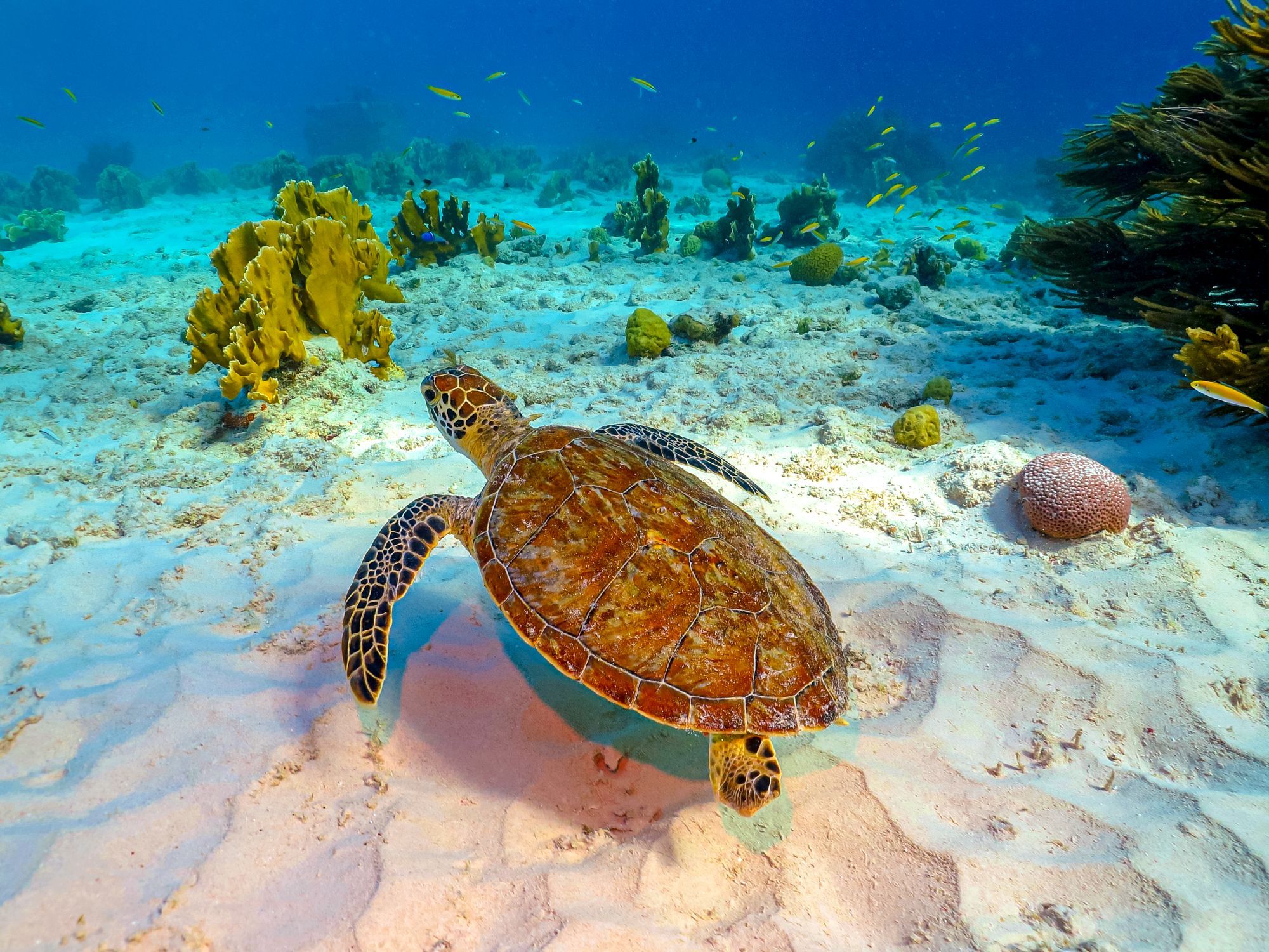 Bight-Reef-Coral-Gardens-Turks-Caicos-Sea-Turtle.jpg