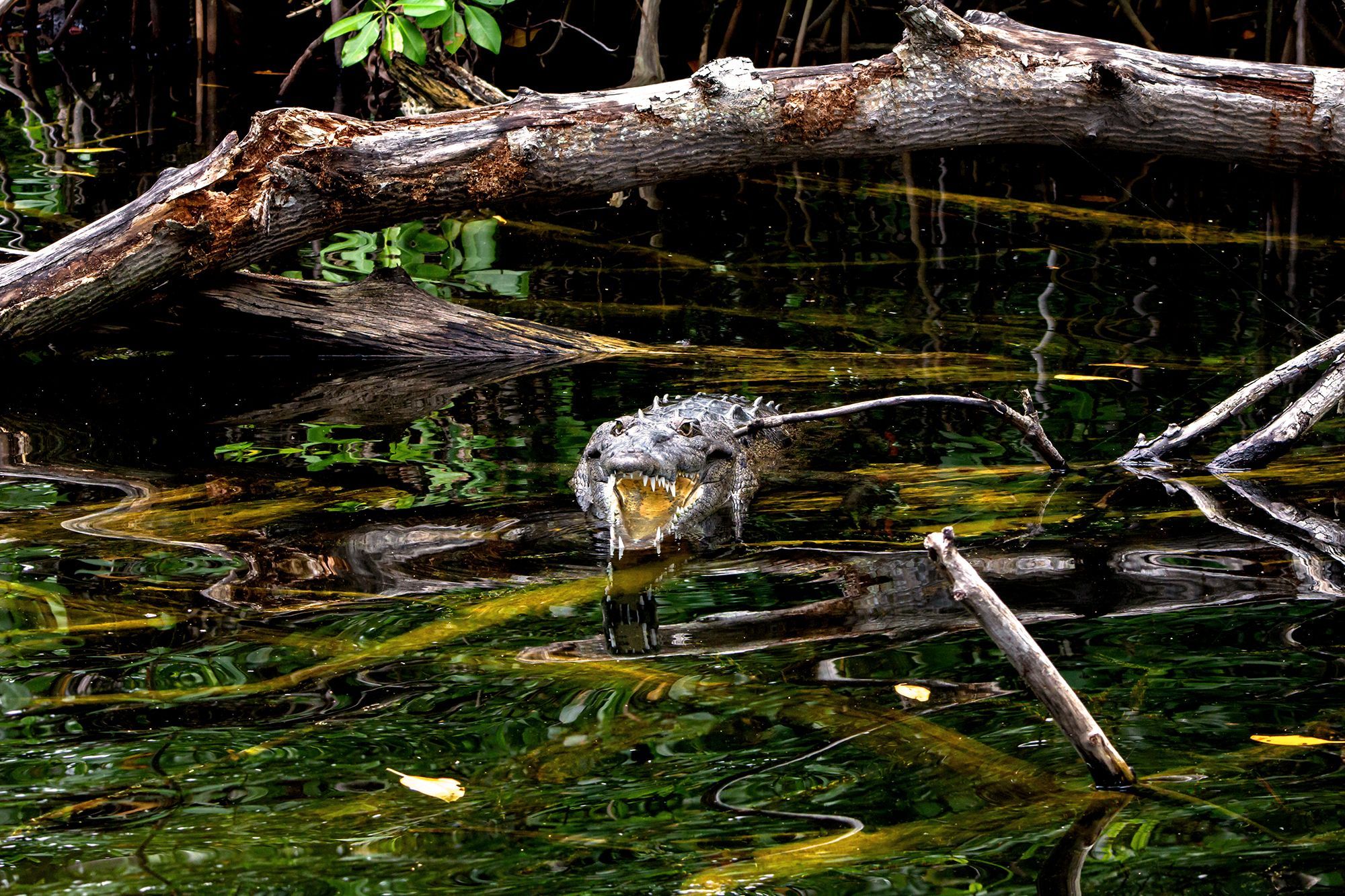 Black-River-Safari-Jamaica.jpg