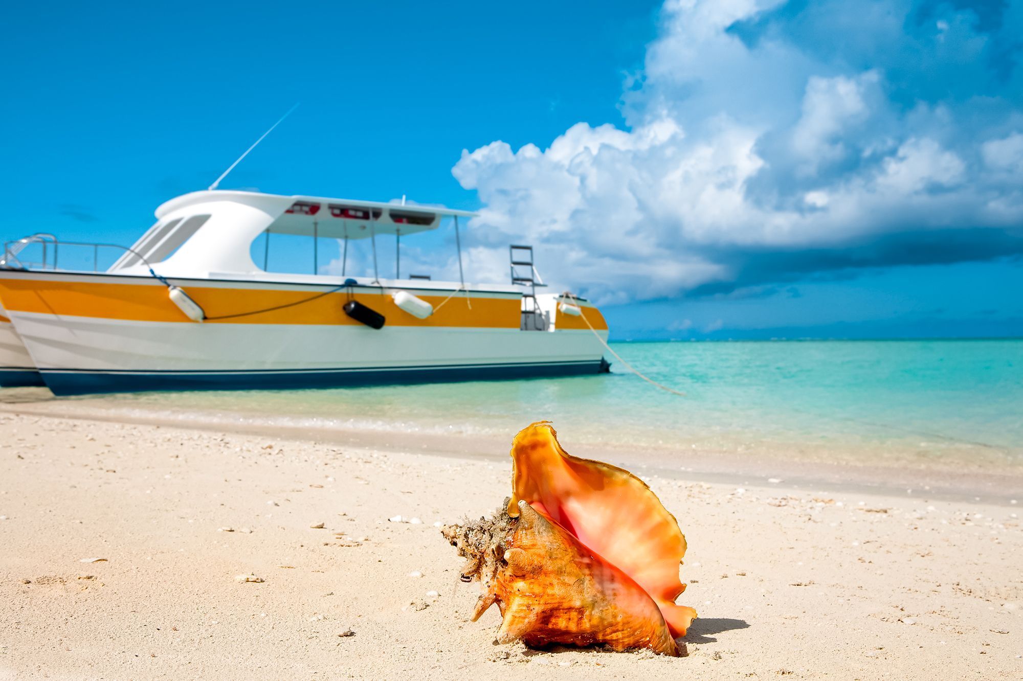 Conch image