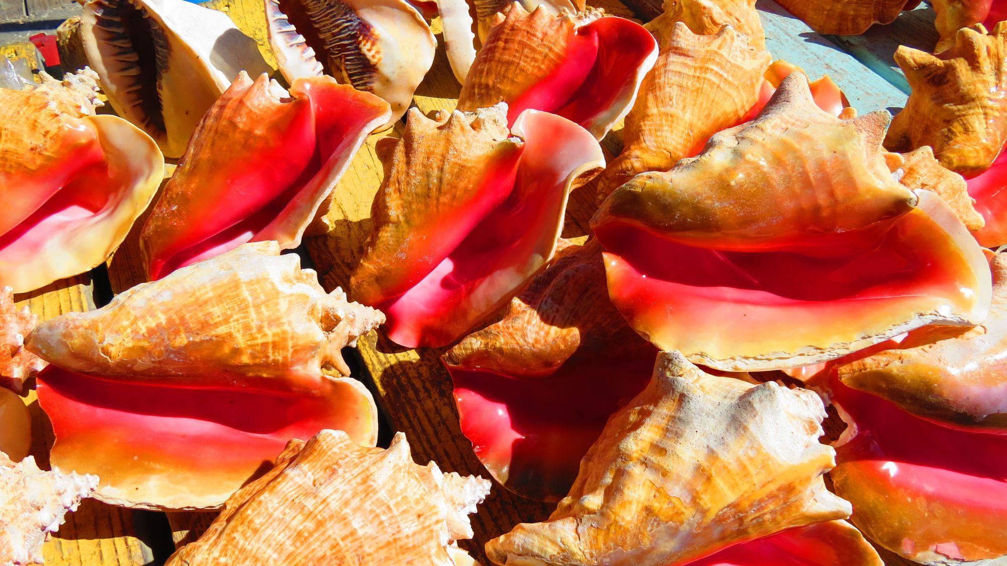 Conch-shells.jpg