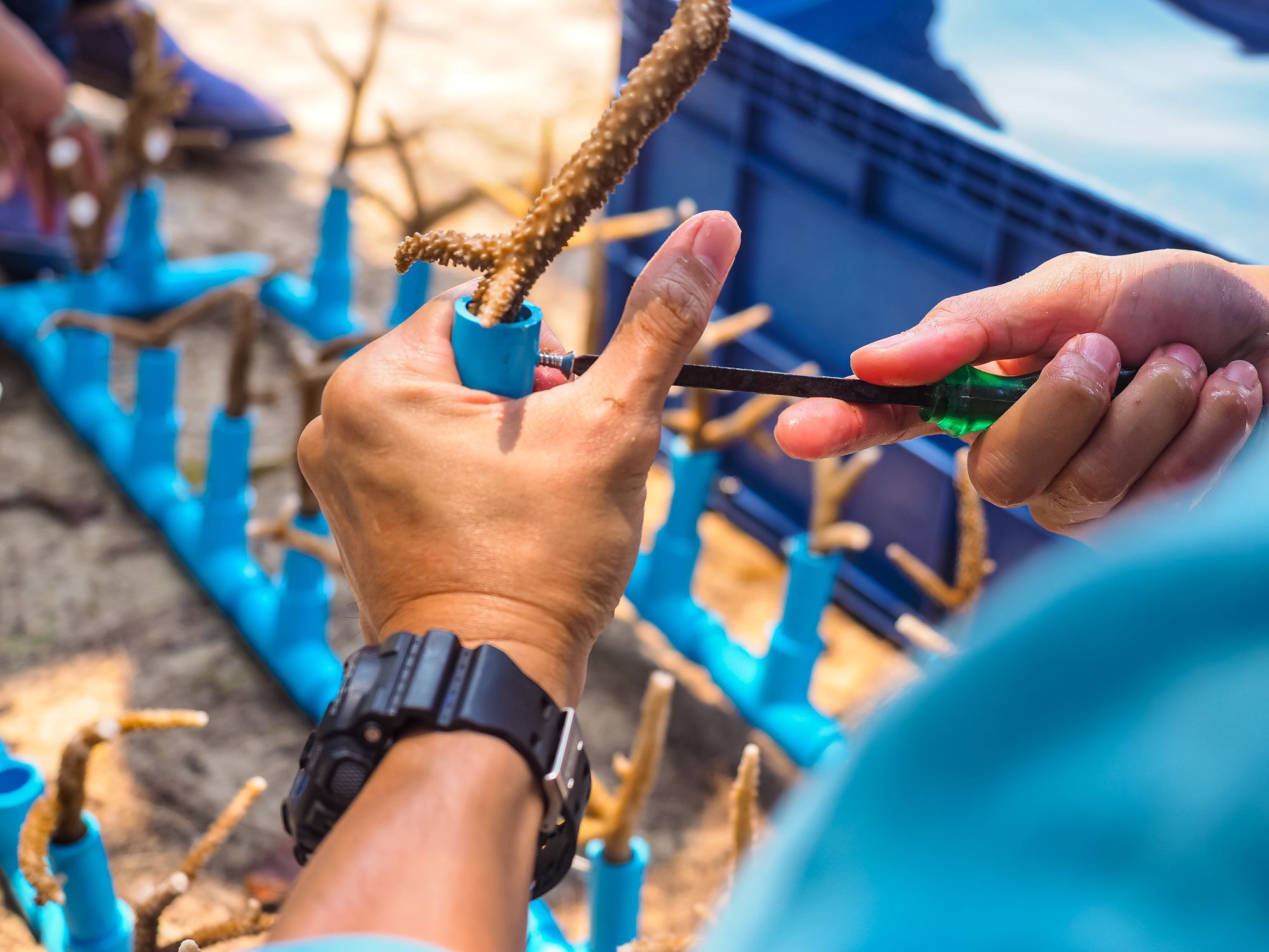 Coral-Reef-Restoration-Eco-Friendly.jpg