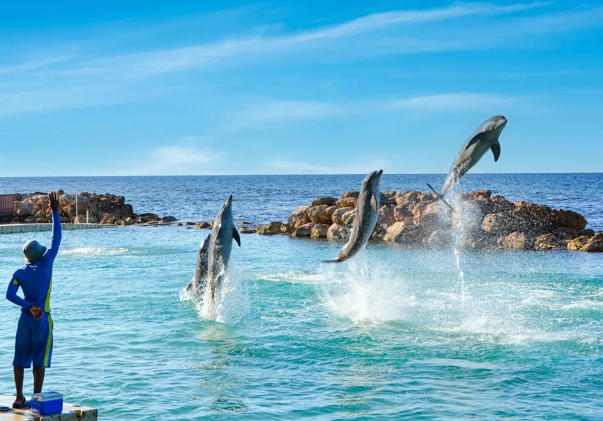 Dolphin image