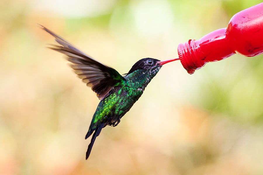 Feed-the-birds.jpg