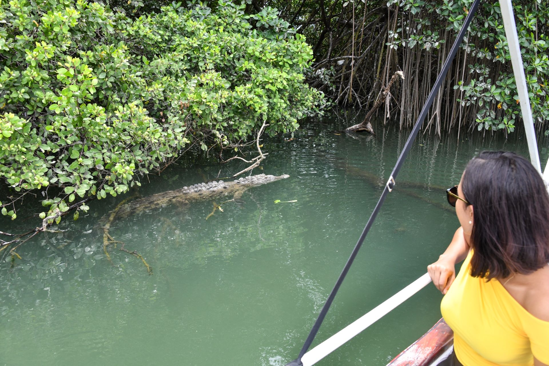 IR-swamp-safari-crocodile-jamaica.jpg