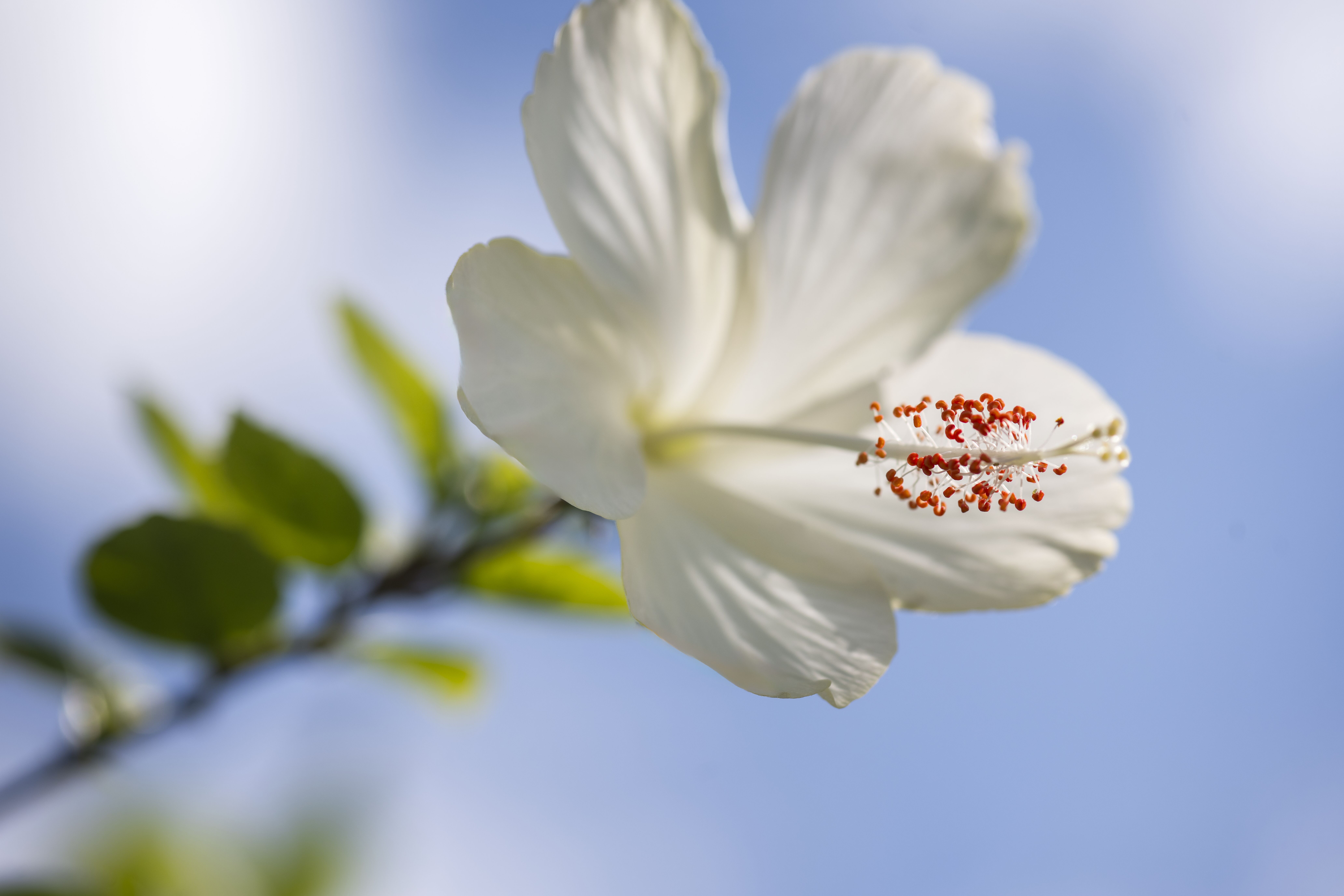 JPG Version-BTC-Grounds-White-Flower.jpg