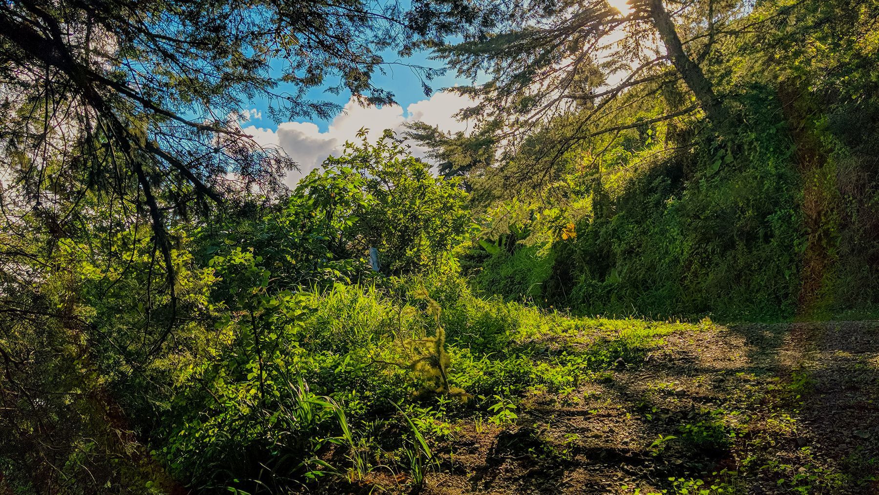 Jamaica-Fern-Gully-Hiking-Trail.jpg