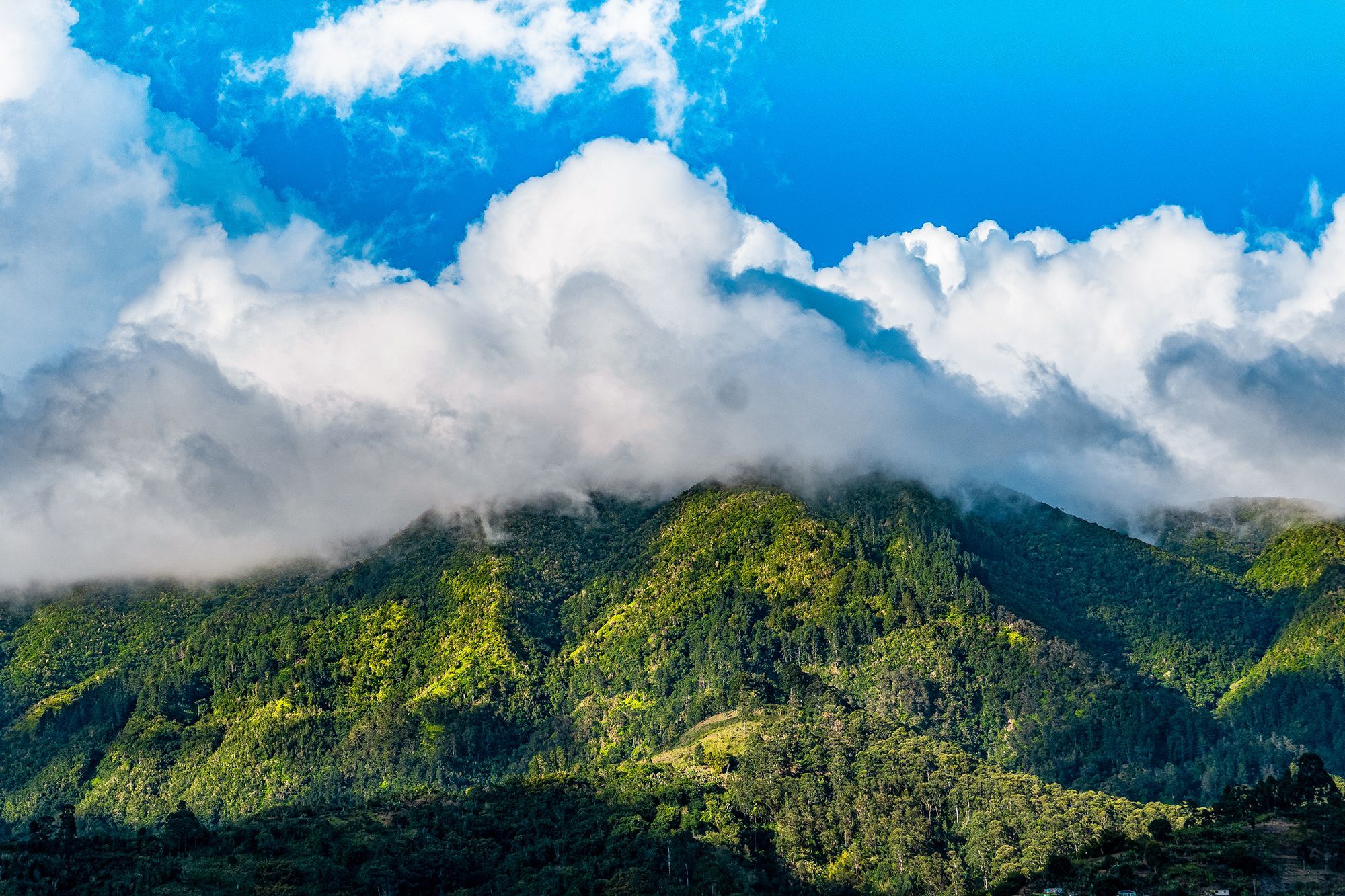 John-Crow-Mountains-National-Park-Jamaica.jpg