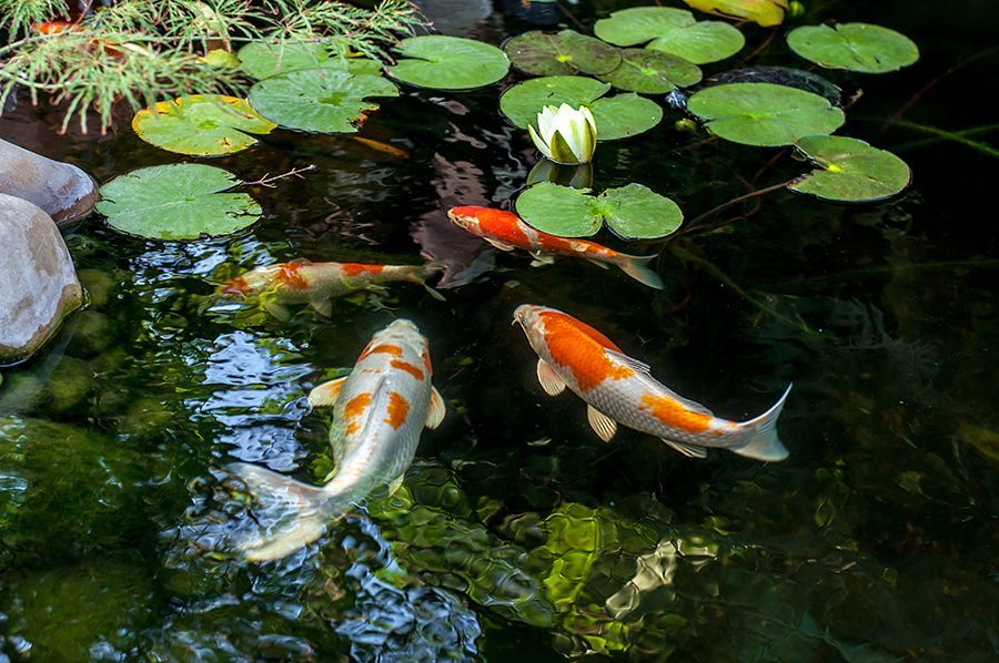 Koi-Pond-1.jpg