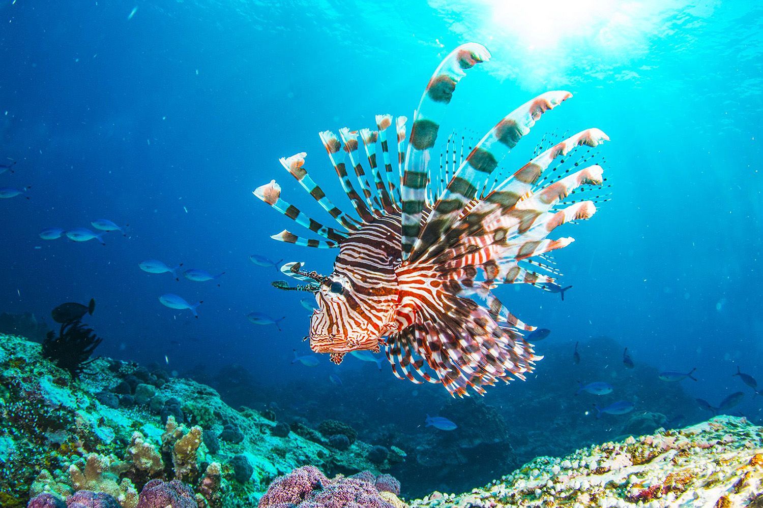Lionfish.jpg