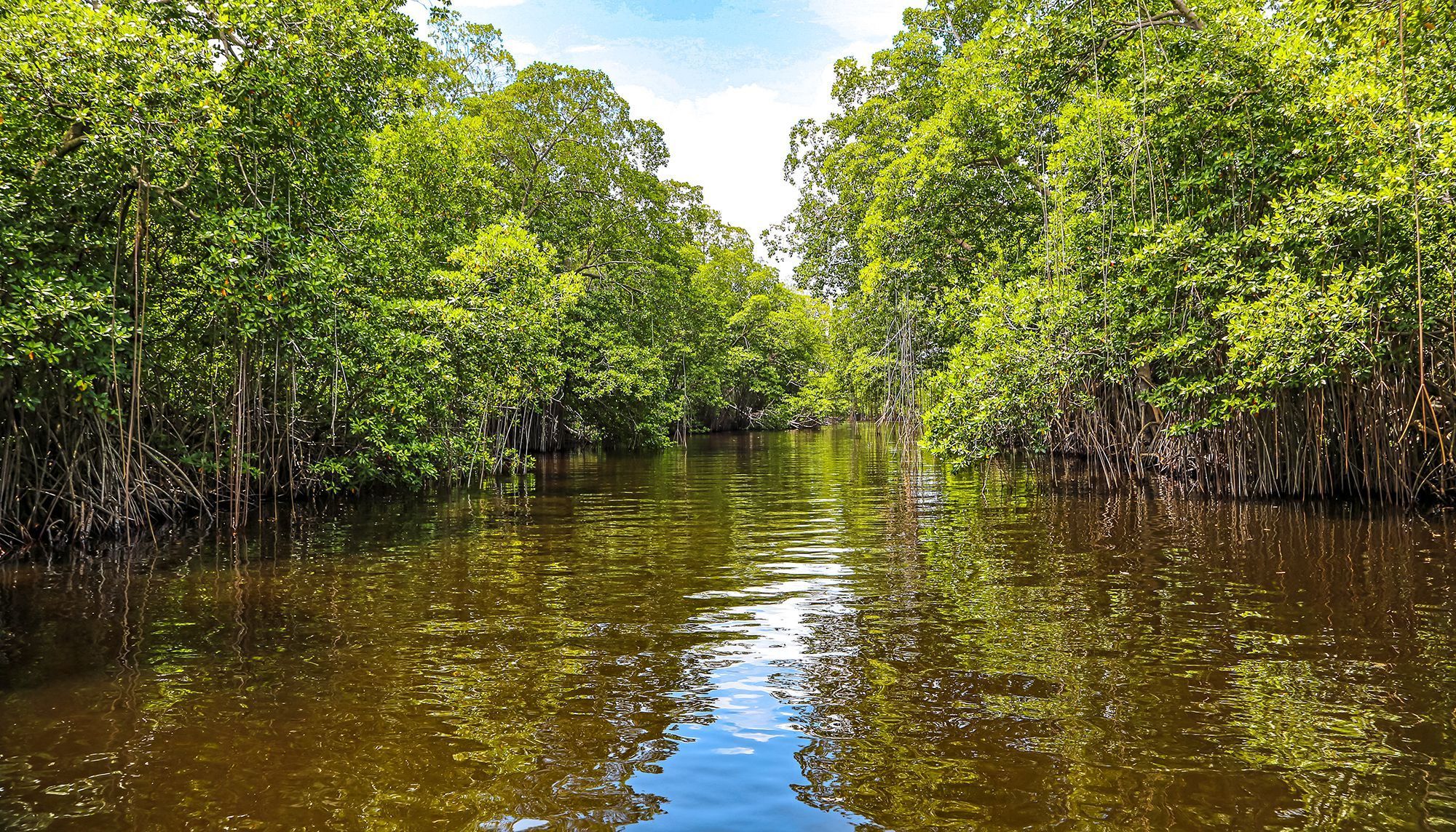 Mangrove image