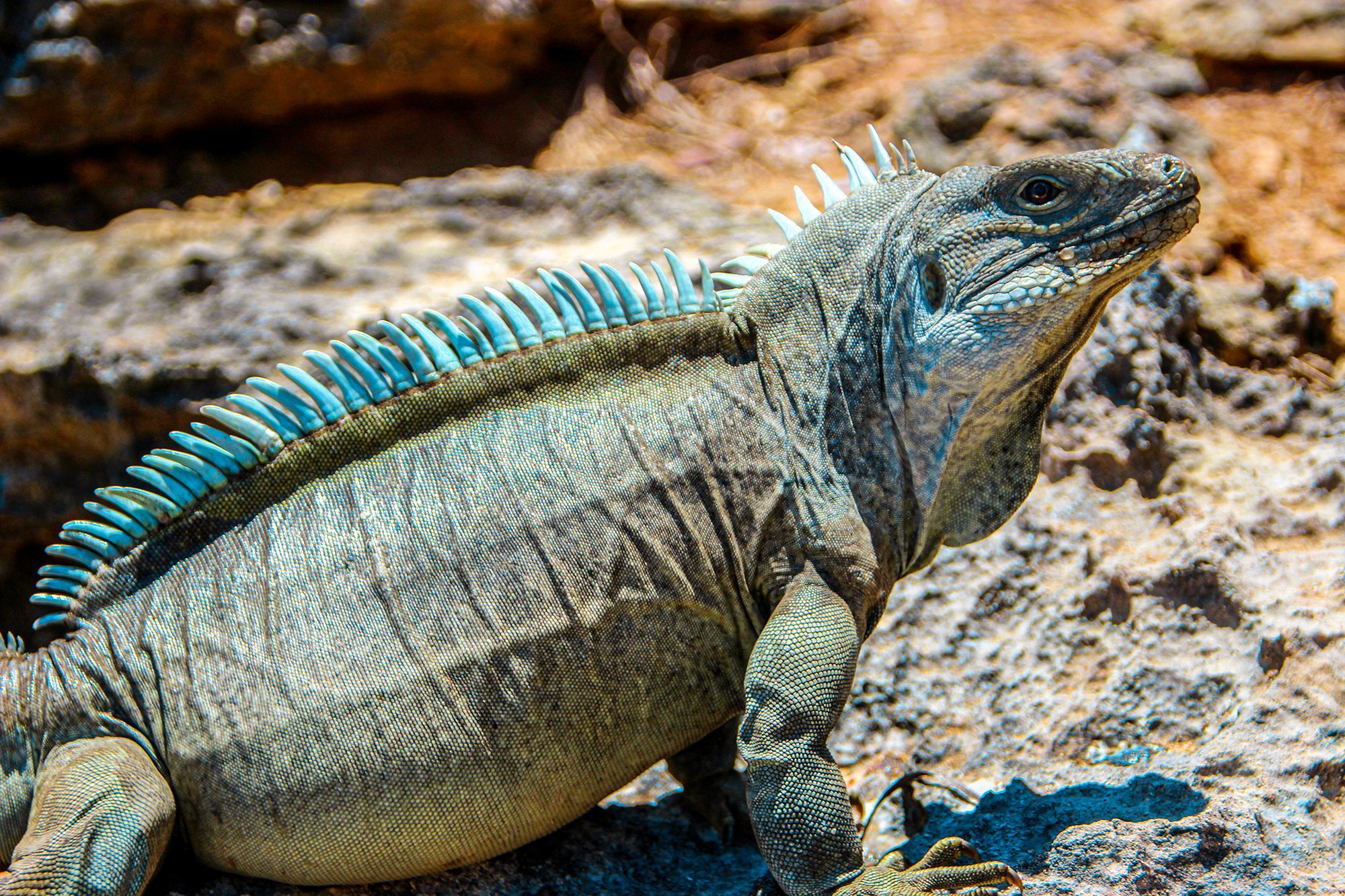 Princess-Alexandra-National-Park-Turks-Caicos.jpg