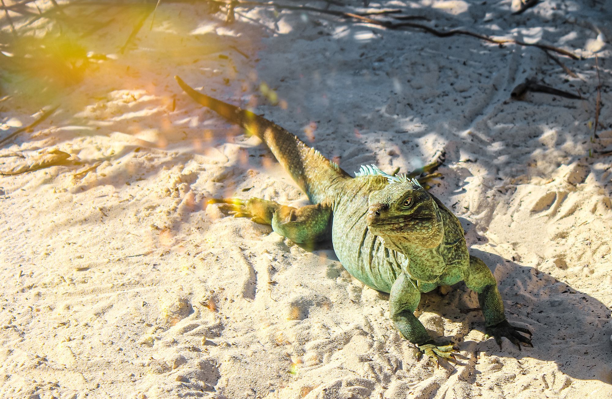 Rock-Iguanas-Half-Moon-Bay-Turks-Caicos.jpg