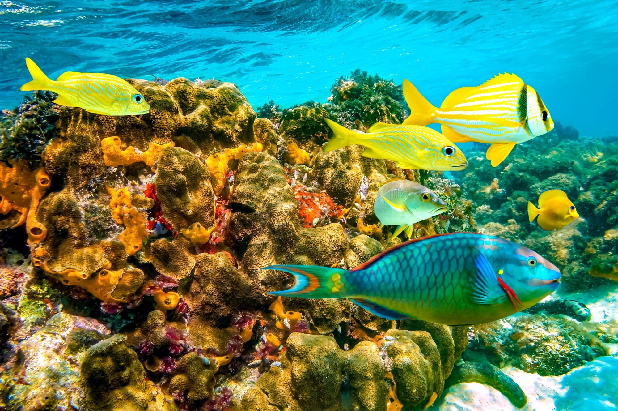 Scuba image