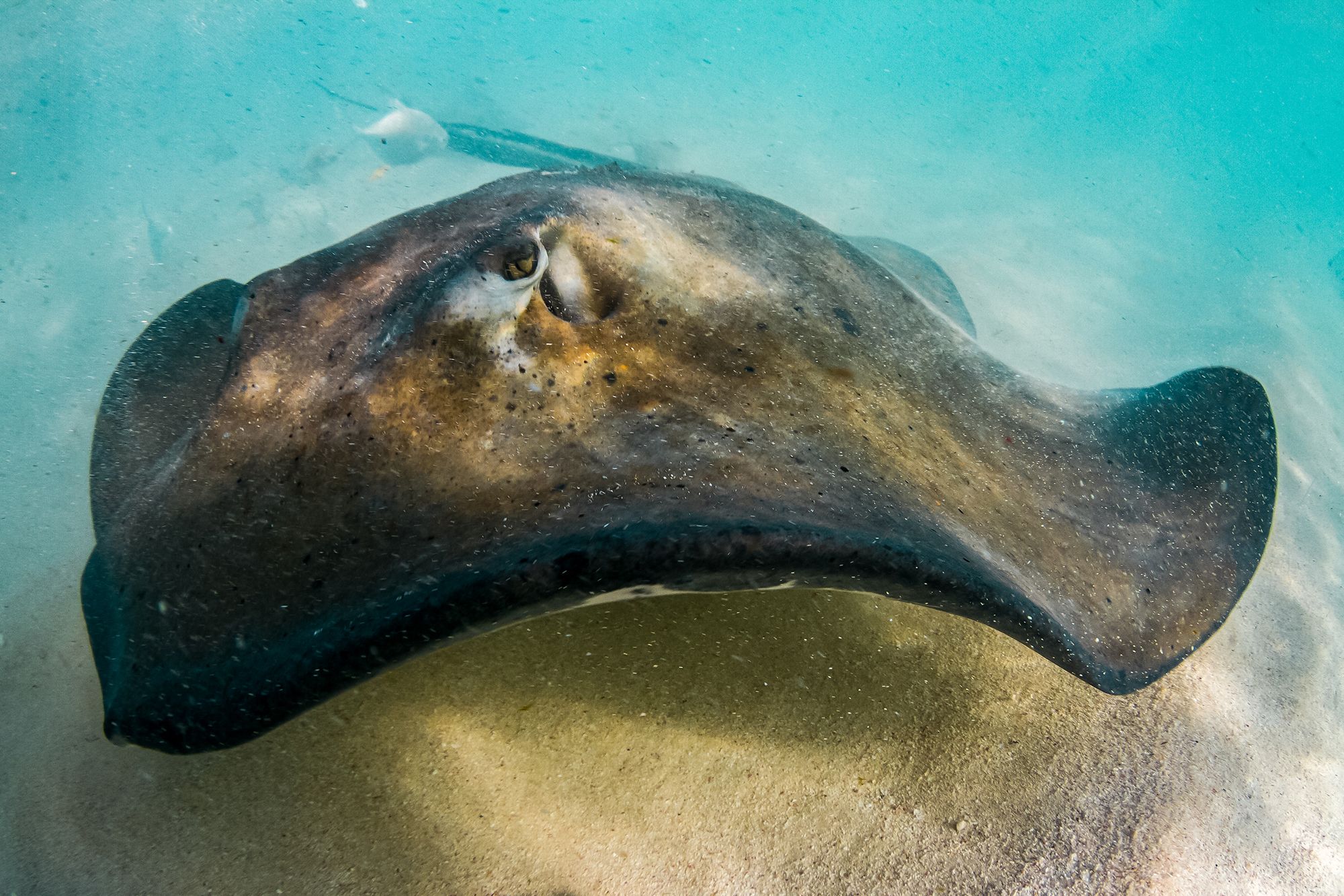 Stingray-Gibbs-Cay-Turks-Caicos.jpg