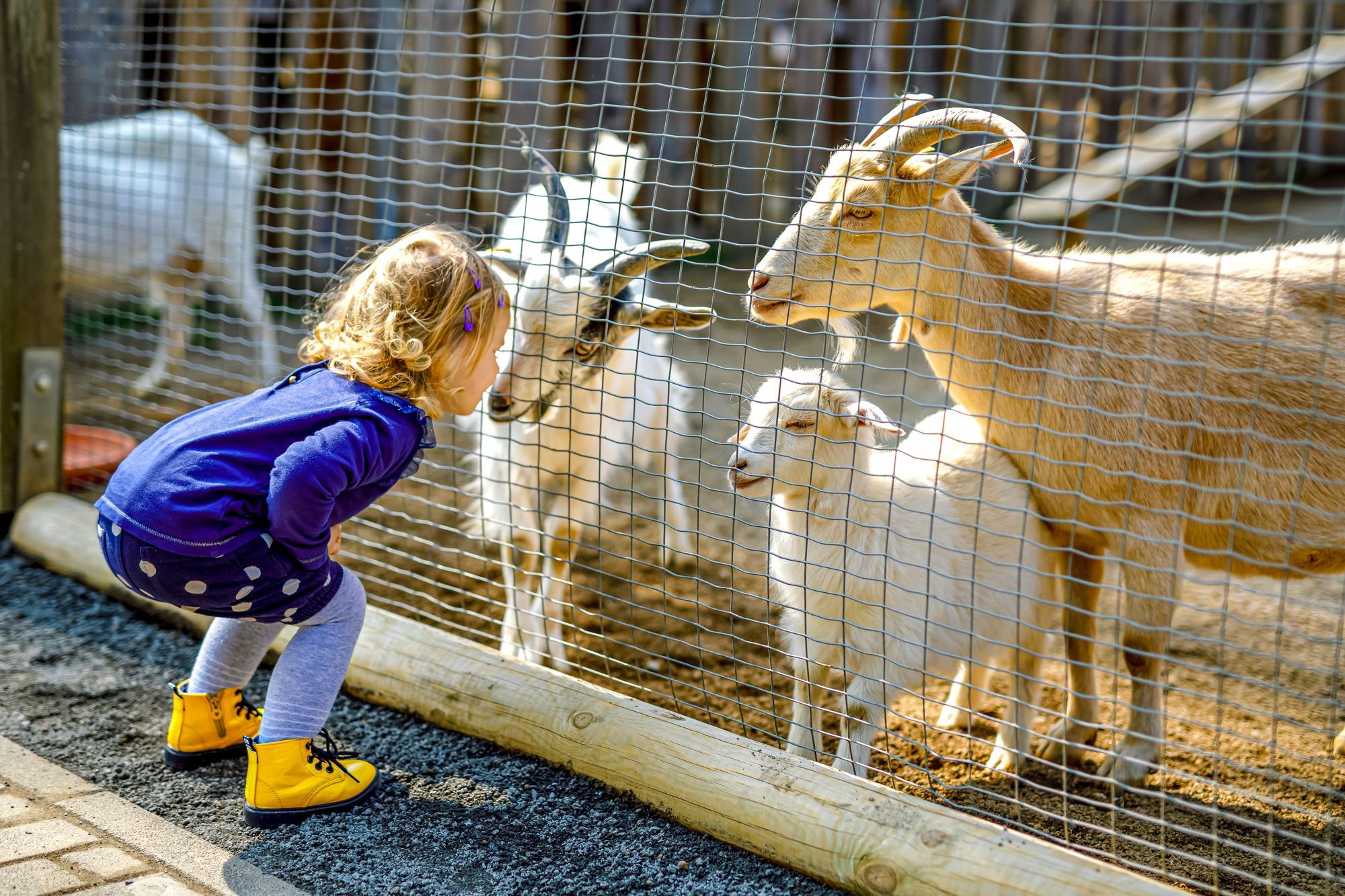 Toddler-Goats-Ranch-Farm.jpg