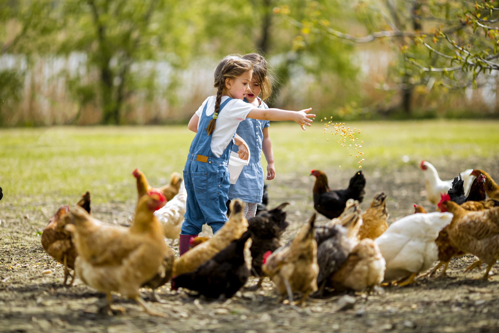 Toddlers-Feeding-Chicken-Ranch-Farm.jpg