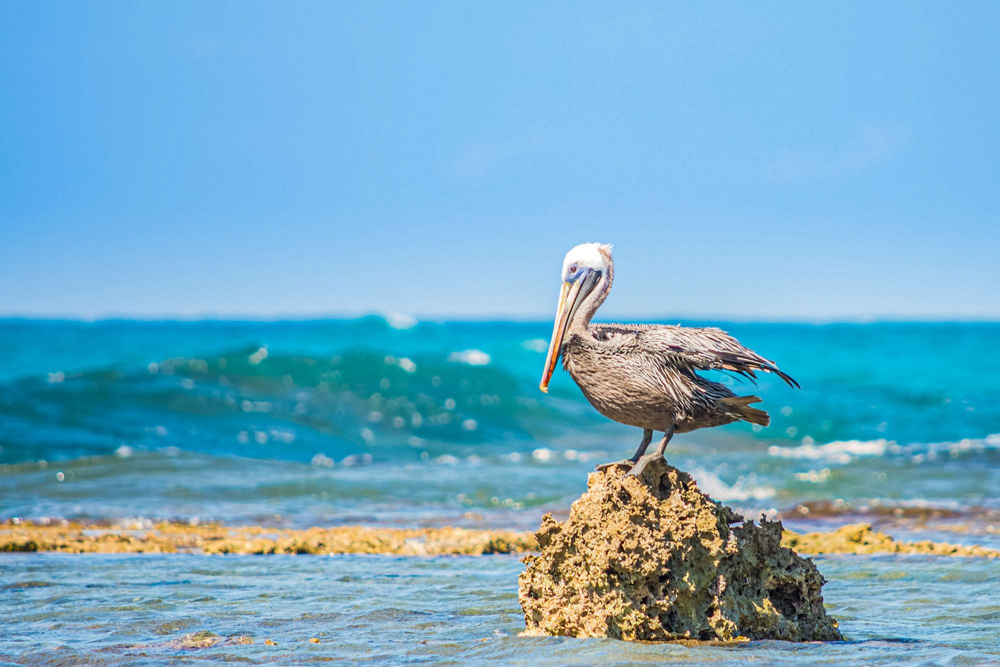 Treasure-Beach-Jamaica-Pelican-Coral-1.jpg