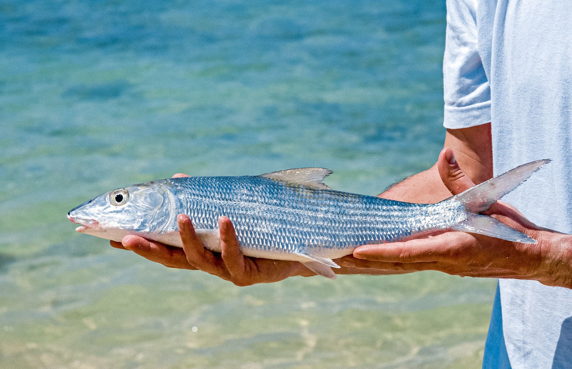 Turks-Caicos-Fishing-Bonefishing.jpg