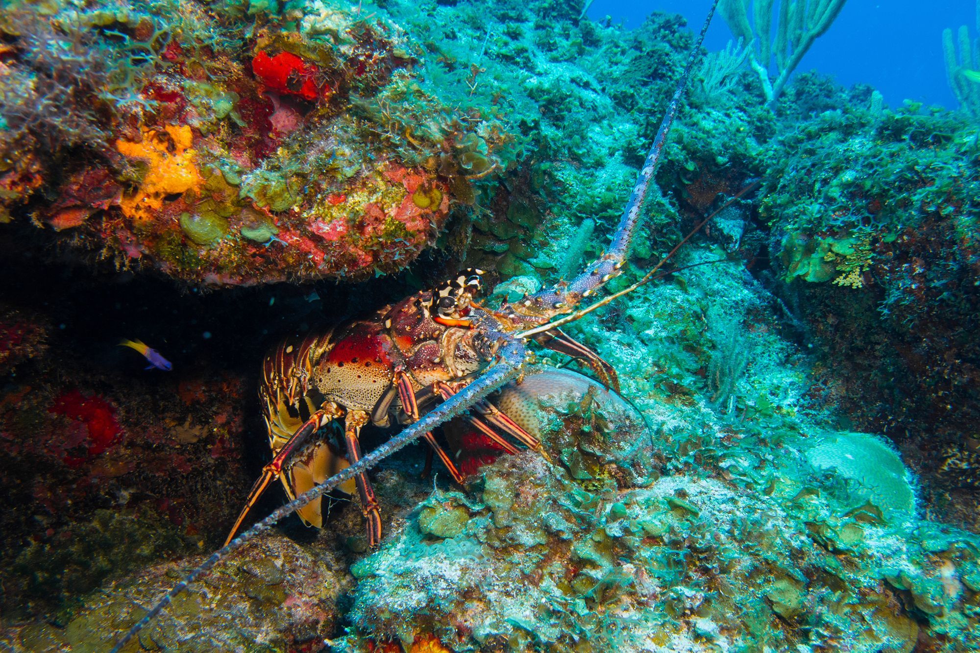 Turks-Caicos-Fishing-Lobster.jpg