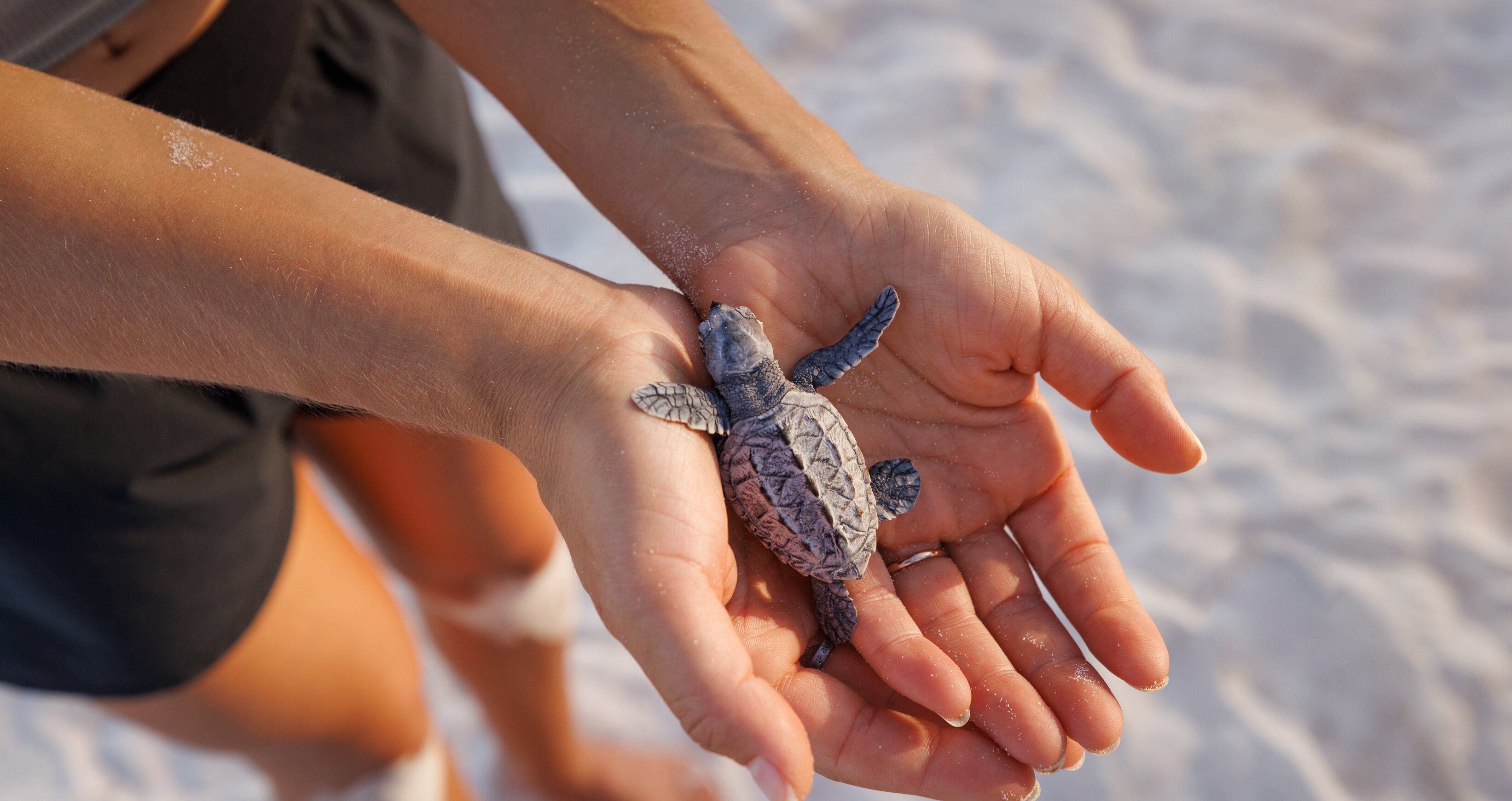 Web Version-SBD-Beach-BabySeaTurtle.jpg
