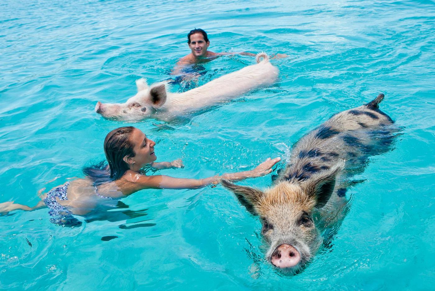 swimming-pigs-exuma.jpg