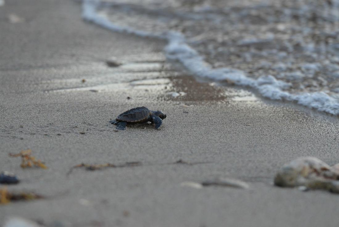 turtle-watching-tour-ocho-rios-jamaica.jpg